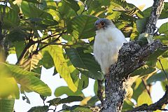 White-rumped Falcon